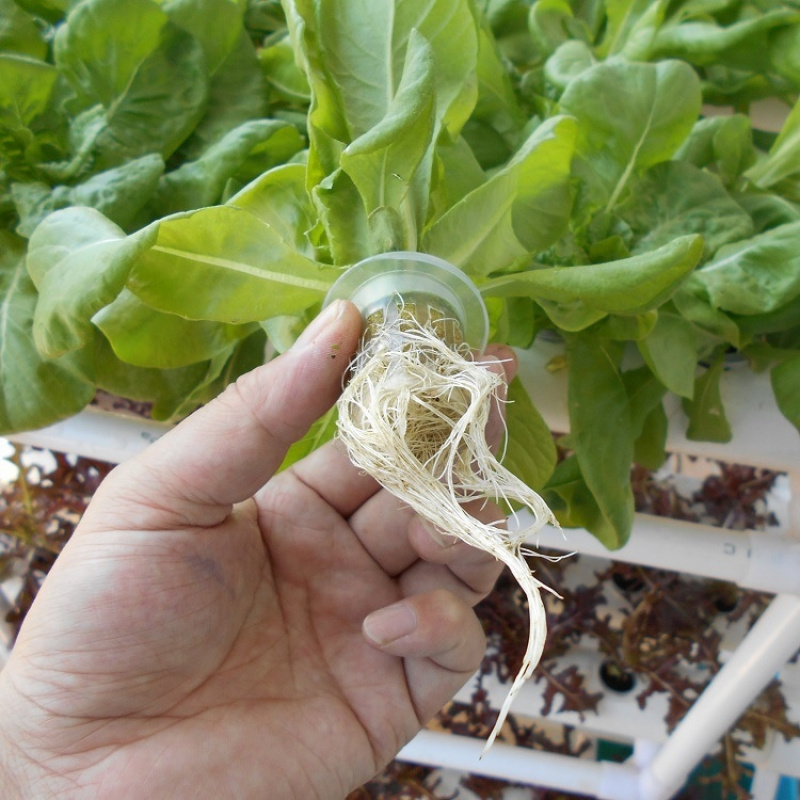 3-poziomowy system hydroponicz – Hydroponic System recenzja i cena