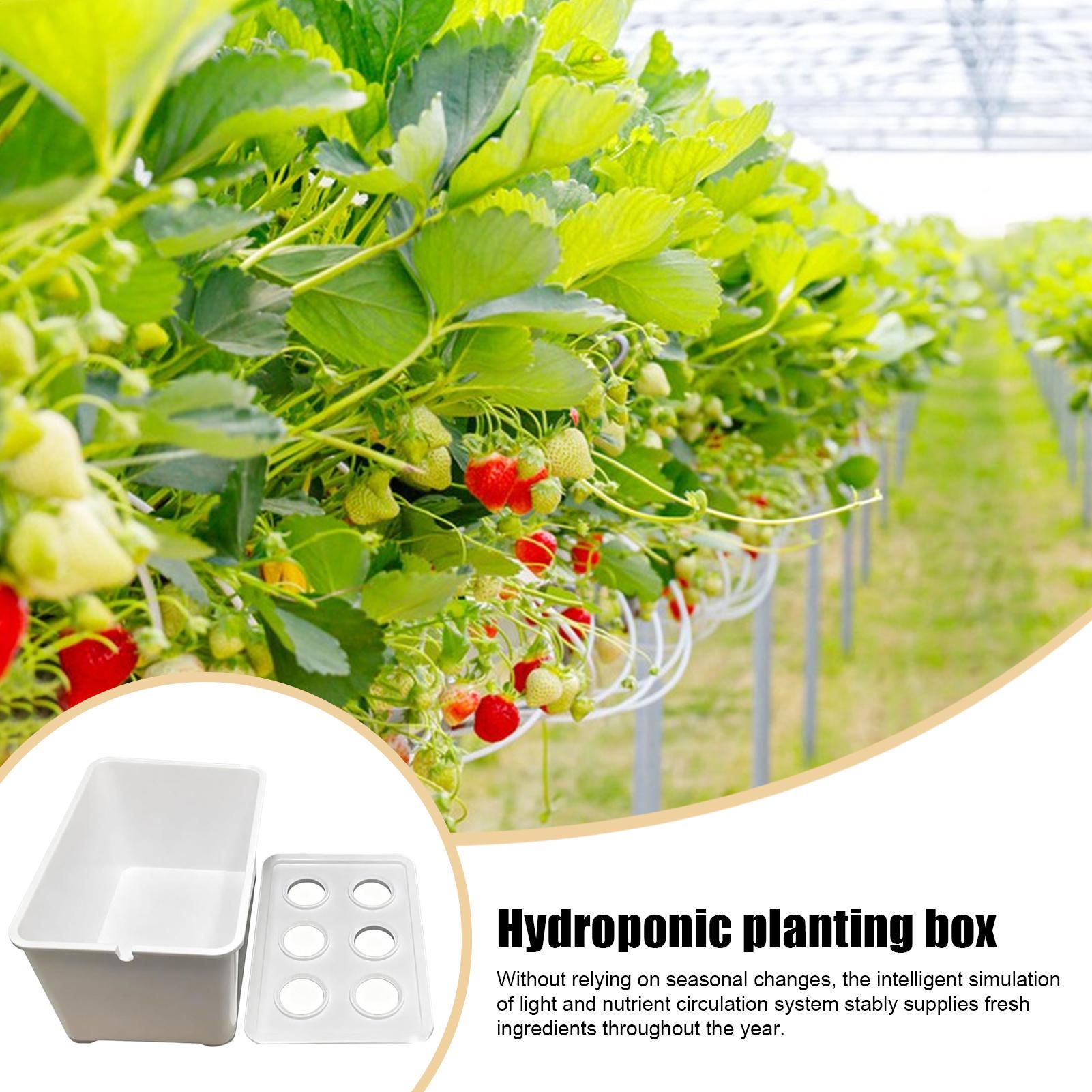 Zestaw do hydroponiki dla pocz – Hydroponic System recenzja i cena